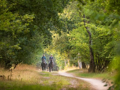 Buitenrit door de bossen van Texel