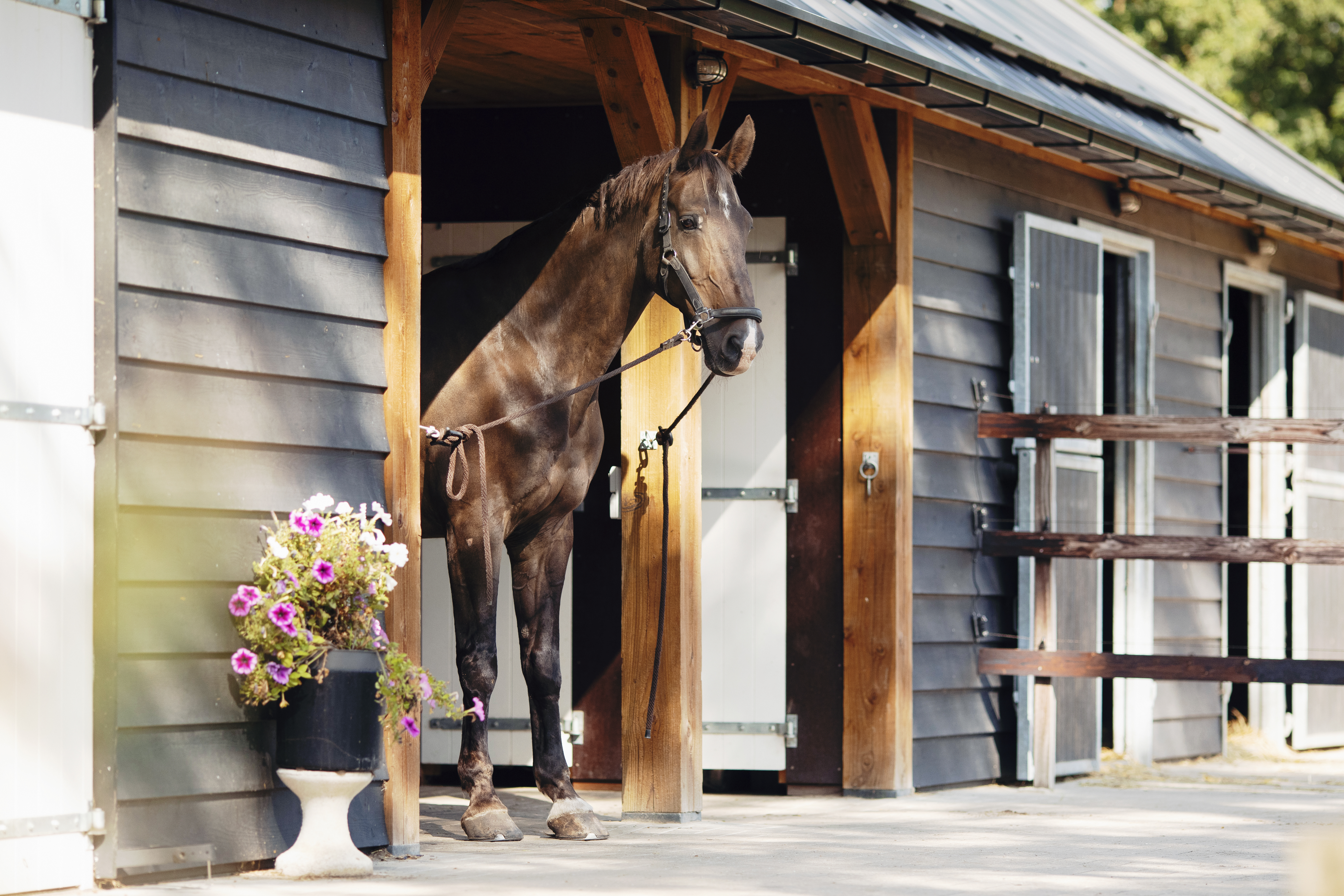 Paardenhotel Putten 