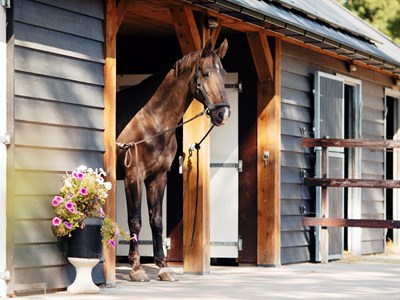 Paardenhotel Putten